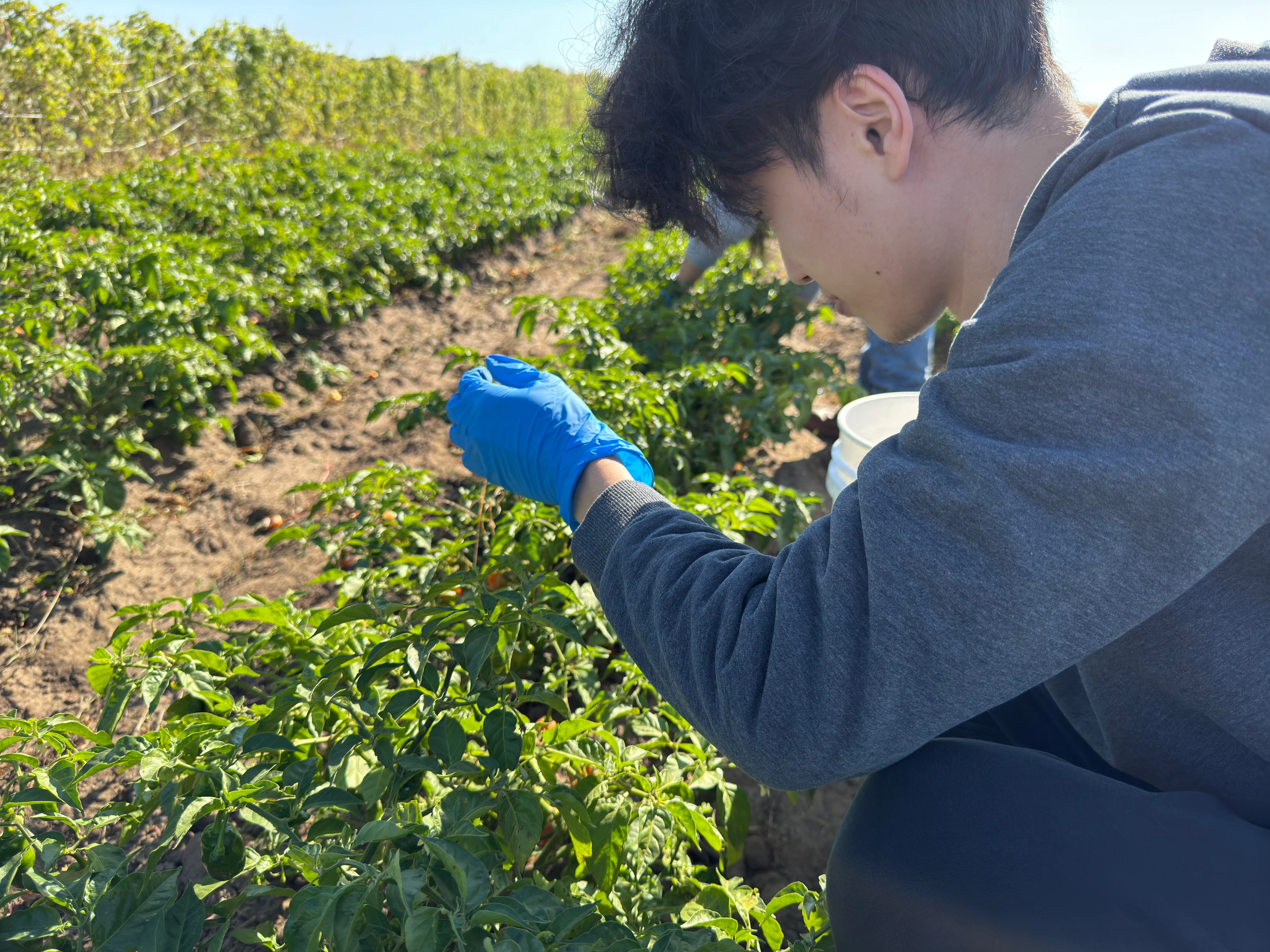 Volunteering at a local farm
